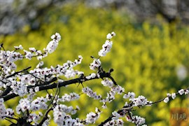 成都：杏花绽放迎客来