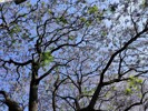 NEWS_47BA96F521F65235E56E5A130E5F2A09.JPG