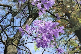 市树蓝花楹盛开 西昌成花海