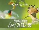 双城联动观鸟 Get飞羽之美