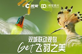 双城联动观鸟 Get飞羽之美